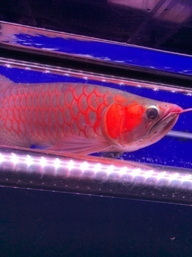 rdc メタリック　熱帯魚