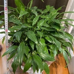 観葉植物　スパティフィラム　4.5日お引き取りできる場合200円値引きです。の画像