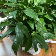 観葉植物　スパティフィラム　4.5日お引き取りできる場合200円...