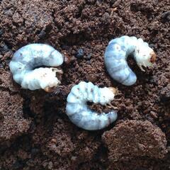 『お取引完了』ヤエヤママルバネクワガタ　　　幼虫5頭　No.4の画像