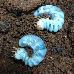 『お取引完了』ヤエヤママルバネクワガタ　　　幼虫5頭　No.4の画像