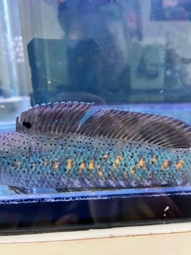 チャンナプルクラ　スネークヘッド27cm