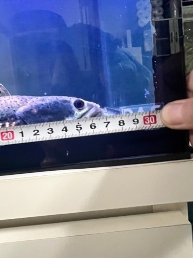 チャンナプルクラ　スネークヘッド27cm