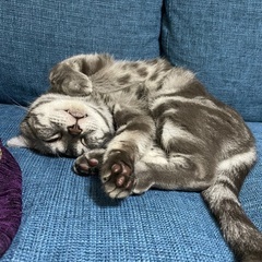 マイペースなアメショーのルーくん