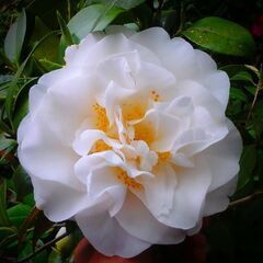 椿（スワンレイク）鉢植え（大）植物の画像