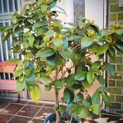 椿（スワンレイク）鉢植え（大）植物の画像