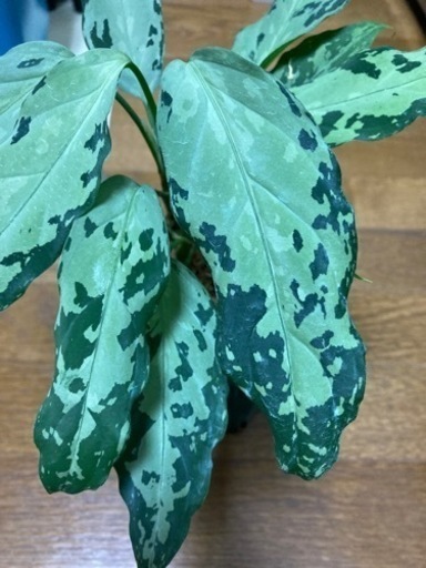 TZ便　アグラオネマ　タグ付き