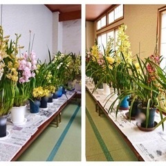 シンビジウムの会(洋ラン教室)★会員様募集中★月一の習い事はじめてみませんか？の画像