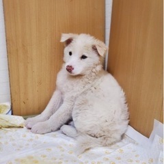 里親募集  1ヶ月半メス