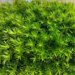 苔テラリウム　スギゴケ