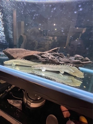 ポリプテルスアンソルギー ポリプテルスエンドリケリー・コンギクス 2匹セット