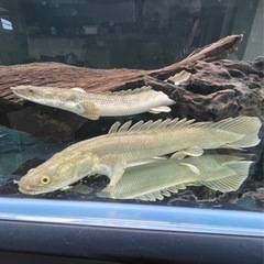 ポリプテルスアンソルギー ポリプテルスエンドリケリー・コンギクス 2