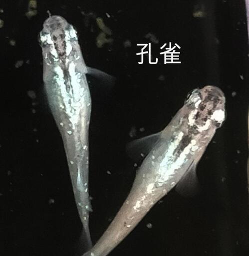紅孔雀 サボラメイエロー メダカ 各卵15個＋α