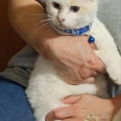 里親さん募集です。届出済飼い主不在確認済み