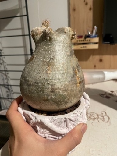 パキポディウム グラキリス