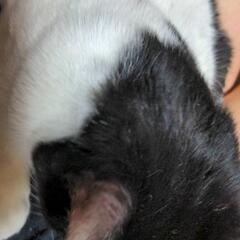 里親様募集です。届出済み飼い主不在確認済み