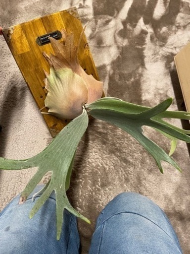 ビカクシダ ホワイトホーク