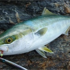 一緒に海釣りしませんか？
