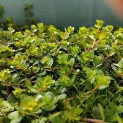 【水槽関連】水草　水上葉　パート2の画像