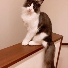 里親募集　メインクーン　男の子