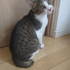 生後５日から人に育てられた生後約５ヵ月の男の子