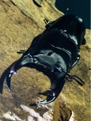 国産オオクワガタ成虫♂1   ♀3 →4匹（能勢産SR血統）