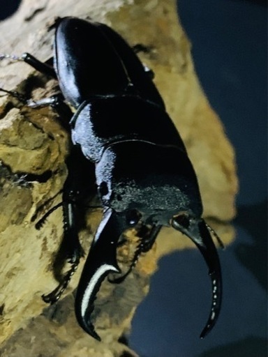 サキシマヒラタクワガタ成虫ペア