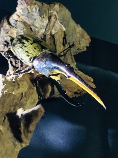 ヘラクレスオオカブト成虫ペア（Amazonico血統）