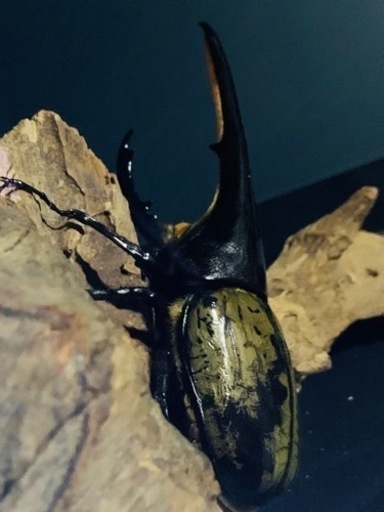 ヘラクレスオオカブト成虫ペア（Amazonico血統）