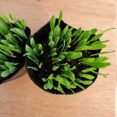 【市内無料配達します！】無農薬の猫草 1株の画像