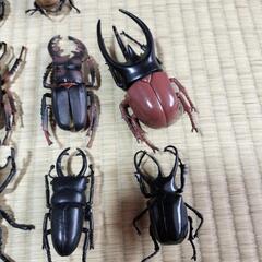 クワガタ・カブト虫フィギュアの画像