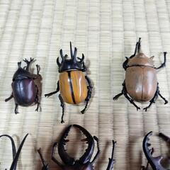 クワガタ・カブト虫フィギュアの画像