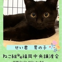 こぐまみたいに可愛い男の子【譲渡会参加】