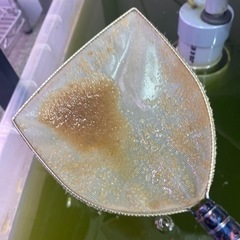 タマミジンコ格安販売します。