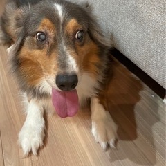 至急里親募集！