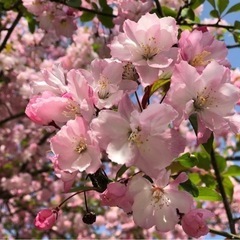 英語学習コーチ (英検・受験対策・成人)