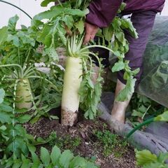 【住み込み】農家で軽作業【里庄町】の画像