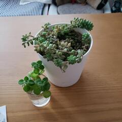【受渡し予定】観葉植物