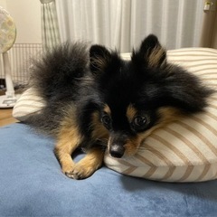 急募　5歳の女の子のポメラニアンです - 犬