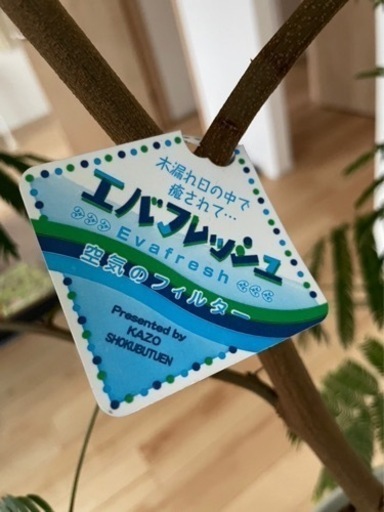 観葉植物　エバーフレッシュ