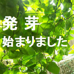 （郵送可）オカワカメ　発芽ムカゴ　８ツ
