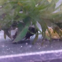 オヤニラミ（約6ｃｍ）　