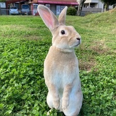 綺麗なミニレッキスのオスです（去勢済み）