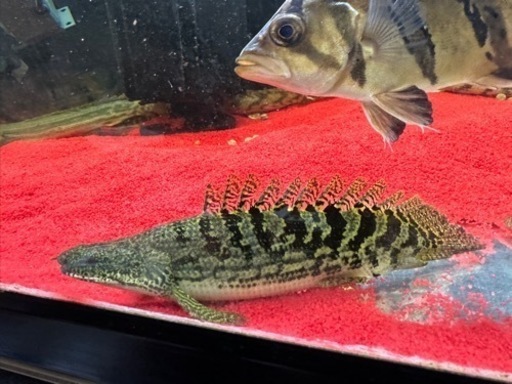 ポリプテルス　デルヘッジ　ショートボディ　15±