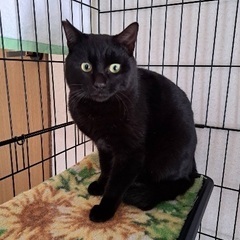 くろねこくん