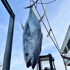 マグロ遊漁船中乗り・マグロ一本釣り漁業乗組員（寮あり）の画像