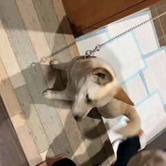 交渉中、豆柴とビーグルのミックス５ヶ月 - 犬