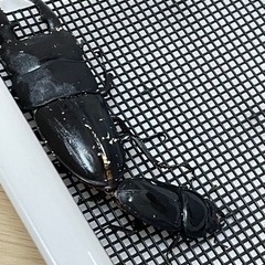 【残り1セット】パラワンオオヒラタクワガタ　幼虫５頭の画像