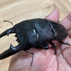 【残り1セット】パラワンオオヒラタクワガタ　幼虫５頭の画像
