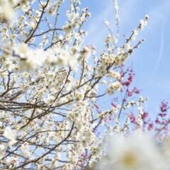 3月8日関東三大梅林🌸高取山ハイキング